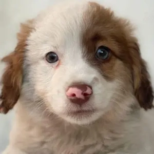 Milos, geb. ca. 10 2025, lebt in GRIECHENLAND, auf einer privaten Pflegestelle