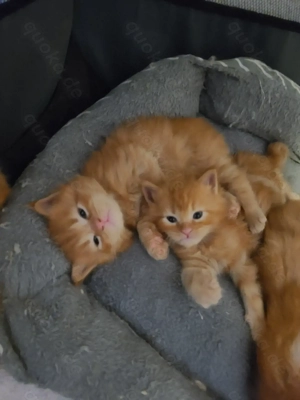 Reinrassing Main Coon XL  Kitten 