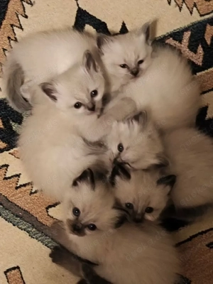 Heilige Birma kitten