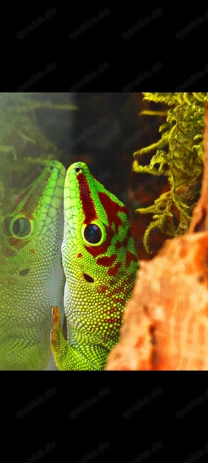 Madagaskar geckos käufer bitte melden!!!