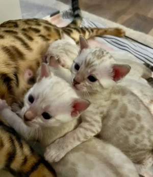 Bengal Kitten mit Stammbaum Eltern 10 Tests Kitten Katze Kater 