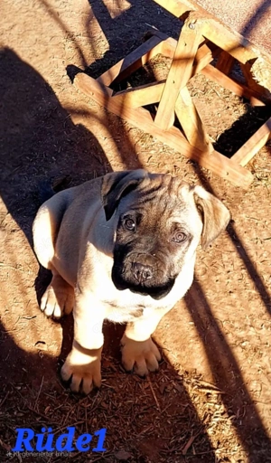 Cane Corso  Bullmastiff Welpen 