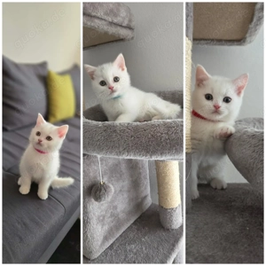 Bkh Kitten ab dem 06.02.2026 Abgabereit!