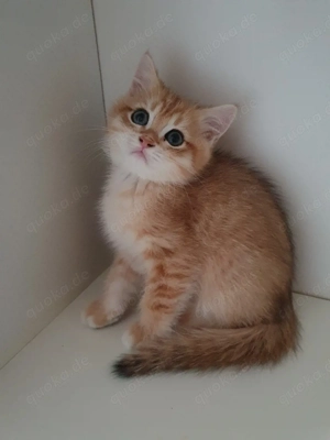 Süße bkh blh katzenbaby männlich in black golden tabby mit Impfpass 