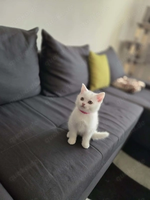 Bkh Kitten ab dem 06.02.2026 Abgabebereit!