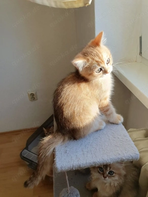 Süße bkh blh katzenbaby männlich 