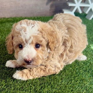 Maltipoo Rüde 11 Wochen alt 