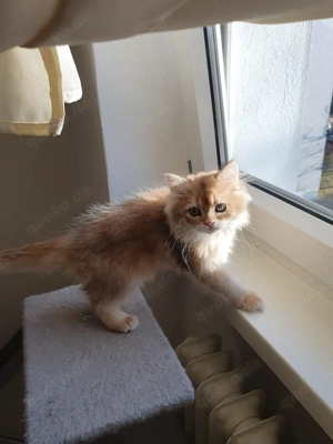 Süße blh katzenbabys weiblich mit Impfpass 