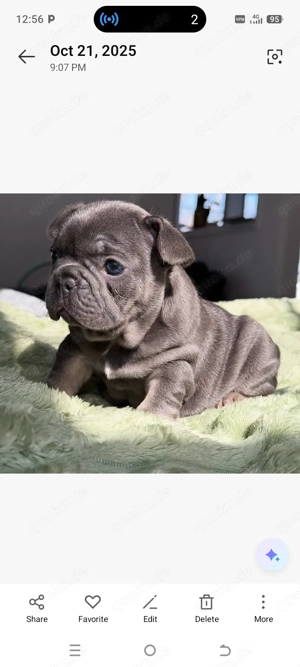 Französische Bulldoggenwelpen