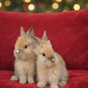 Teddyzwergkaninchen Schwestern 