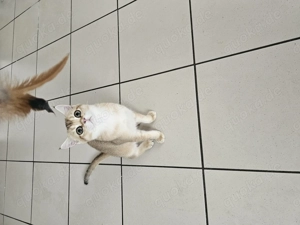 Britisch kurzhaar golden shaded