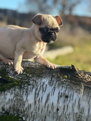 2 Welpen suchen ein schönes Zuhause 