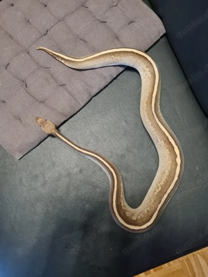 4 Königspythons mit Terrarium 