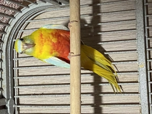 Schönsittich Henne abgeben