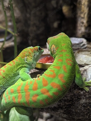 Phelsuma Grandis, Madagaskar Taggecko Pärchen 1.1 High Red