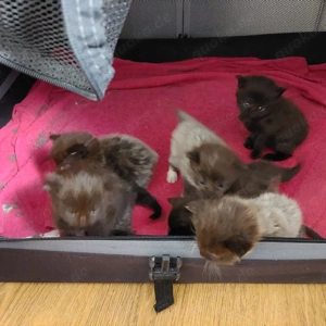 Maine Coon Kitten reinrassig