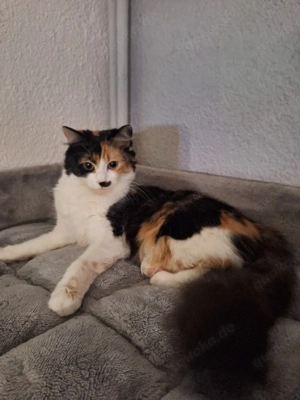 suche deckkater 
