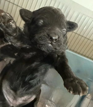 Toypudel Welpen Bild 5