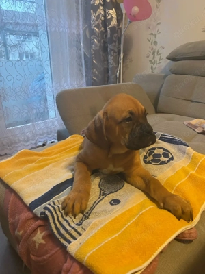 Abgabebereit Welpen aus hobby zucht 