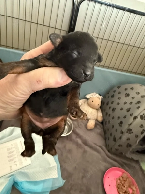 Toypudel Welpen Bild 6