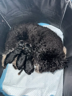 Toypudel Welpen Bild 7