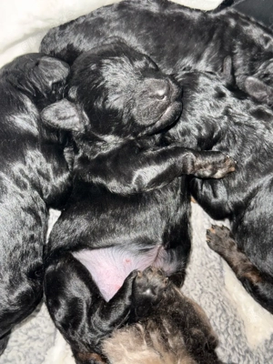 Toypudel Welpen Bild 8