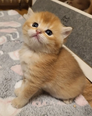 BKH kitten mit Stammbaum 