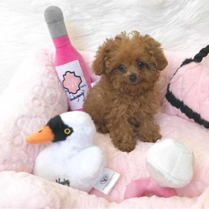Teacup poodle puppies for adoption 