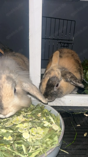 Hasen Mädels zu verkaufen 