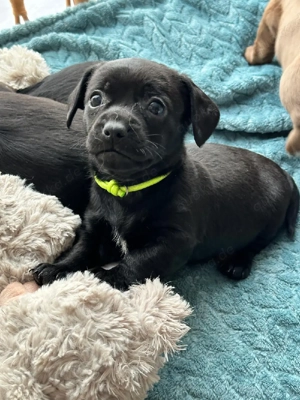 Süße Mischlingswelpen abzugeben   kleinbleibend