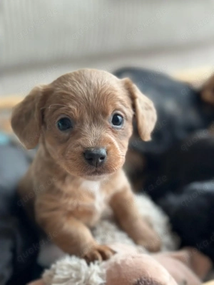 Süße Mischlingswelpen abzugeben   kleinbleibend