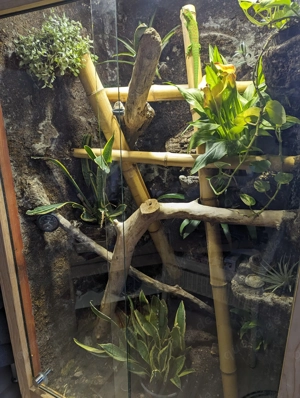 Phelsuma Grandis, Madagaskar Taggecko Pärchen mit Terrarium abzugeben