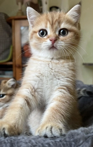 BKH Kitten gold 