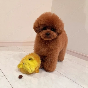 Poodle puppies for adoption 