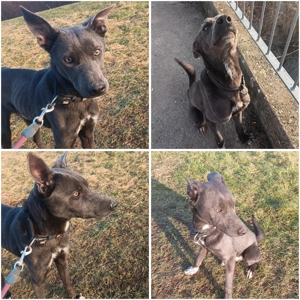 Pordencomischling 11monate rüde