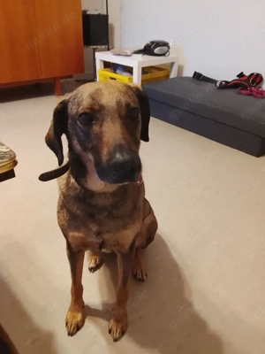 Hallo ich mus dringend mein hundin verkaufen 