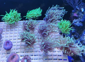 Meerwasser Korallen Ableger 