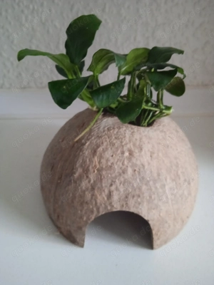 Halbe Kokosnussschalen bepflanzt mit Anubia