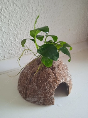 Halbe Kokosnussschalen bepflanzt mit Anubia Bild 7