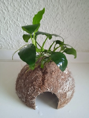 Halbe Kokosnussschalen bepflanzt mit Anubia Bild 2