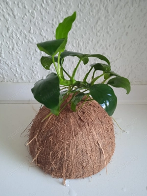 Halbe Kokosnussschalen bepflanzt mit Anubia Bild 4