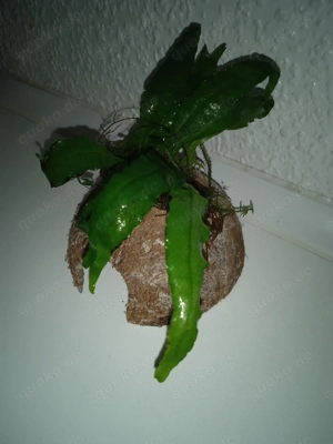 Halbe Kokosnussschalen bepflanzt mit Javafarn Bild 2