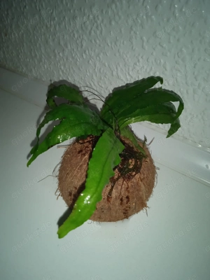 Halbe Kokosnussschalen bepflanzt mit Javafarn Bild 4