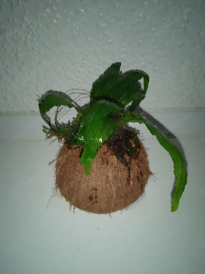 Halbe Kokosnussschalen bepflanzt mit Javafarn Bild 3