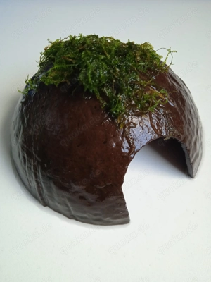 Halbe Kokosnussschalen bepflanzt mit Javamoos Bild 5