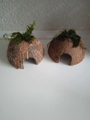 Halbe Kokosnussschalen bepflanzt mit Javamoos Bild 9