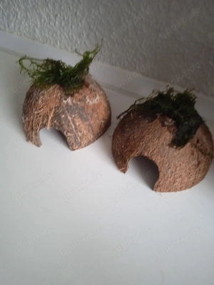 Halbe Kokosnussschalen bepflanzt mit Javamoos Bild 10
