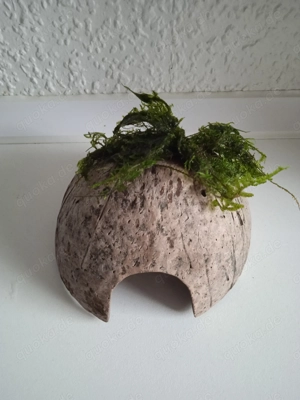 Halbe Kokosnussschalen bepflanzt mit Javamoos Bild 7