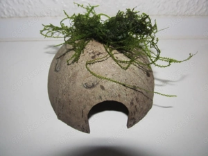 Halbe Kokosnussschalen bepflanzt mit Javamoos Bild 6