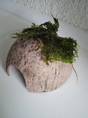 Halbe Kokosnussschalen bepflanzt mit Javamoos Bild 8